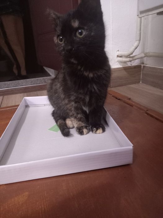 Donez 3 pui de pisică