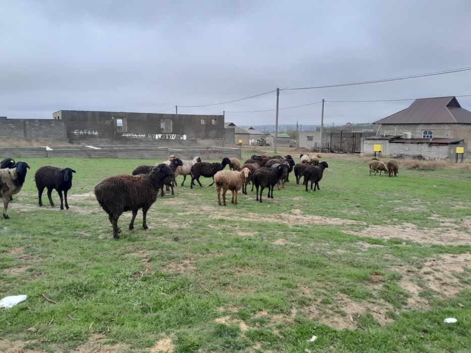 Тусак Саулык койлар Сатылады