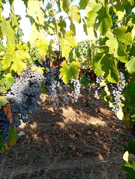 Продава се Земеделски имот в с. Брестовица, Област Пловдив -  кв.м за 230 €/дка - Снимка #3