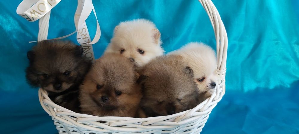 Шпицы мальчики и девочки