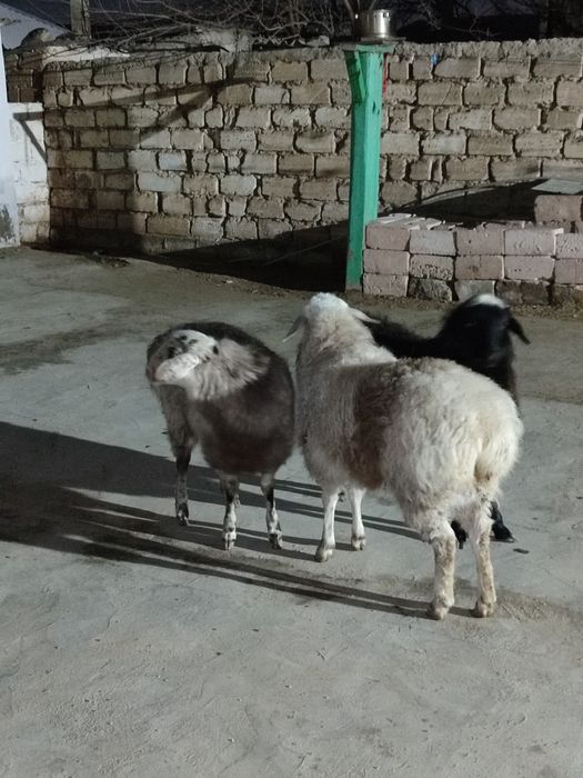 Қойлар сатылады 80мың теңге