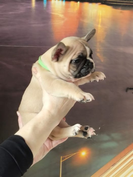 Продам щенков французский бульдог