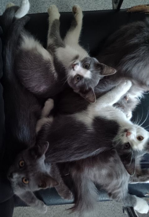 Котята бесплатно