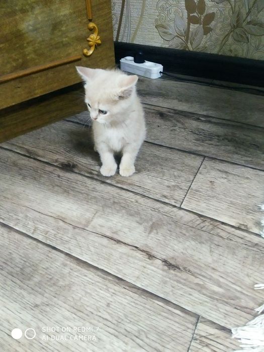 Породистые котята, британцы