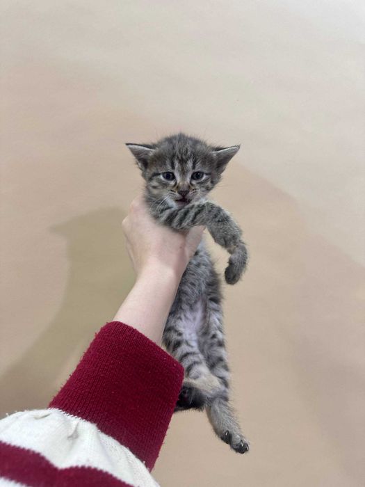 Котята в хорошие руки БЕСПЛАТНО