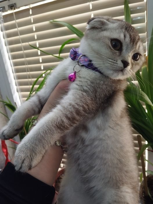 Котёнок скоттиш фолд девочка шиншилла