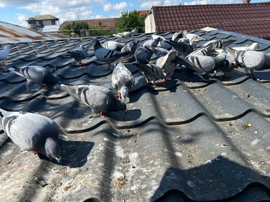 Porumbei Voiajori Originali  Culori  diferite  2020  -  2025 si   pui