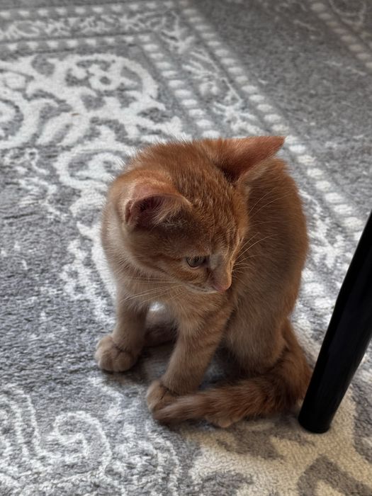 Отдам котенка в добрые руки
