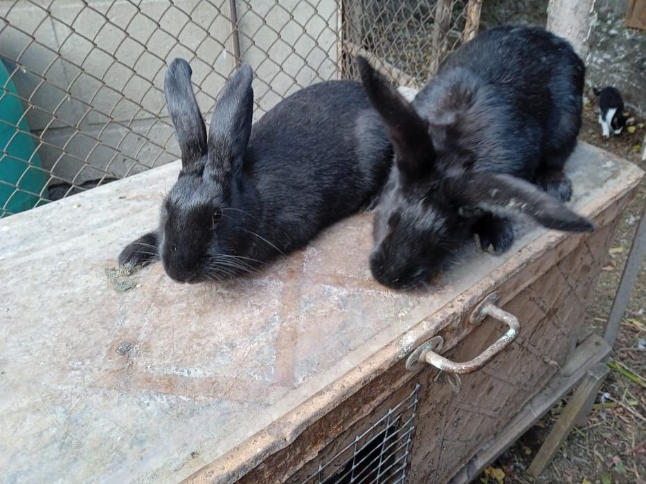 Кролики апрельские, чёрные, девочки