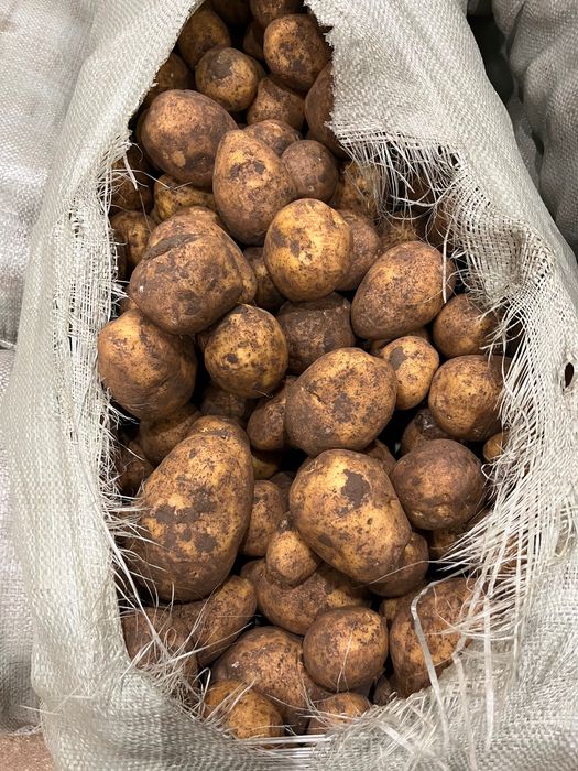 Продам картофель оптом