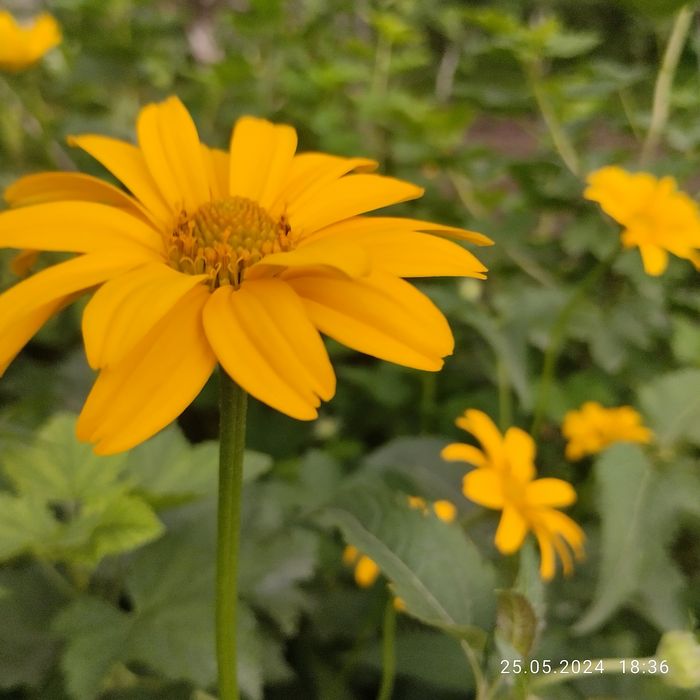 Саженцы гелиопсиса