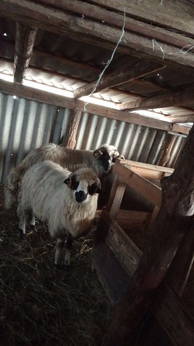 Vând  cinci berbeci