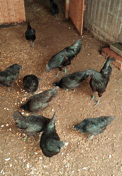 Gaini  Ayam Cemani