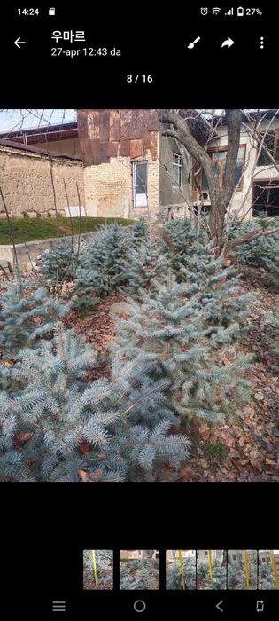 Арча Голубоу ель