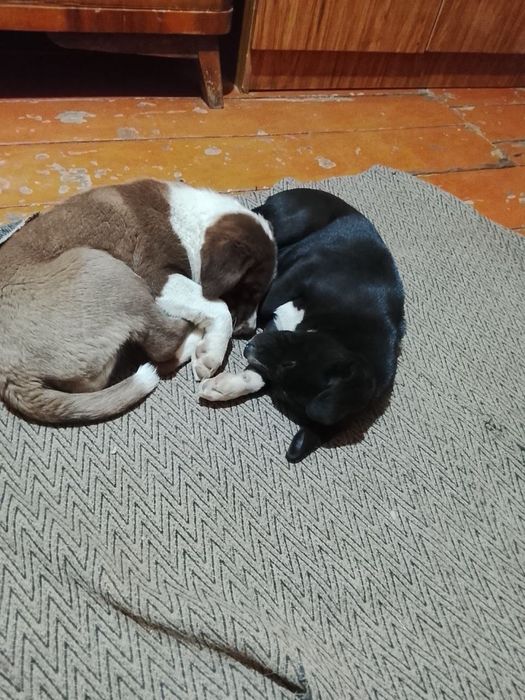 Щенята в добрые руки, 2 месяца