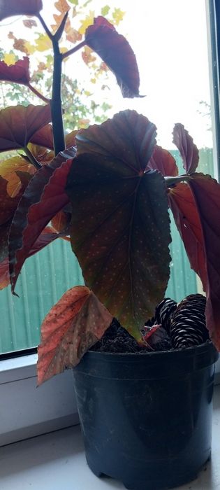 Комнатные растения