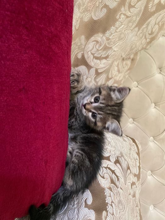 Продаются котята