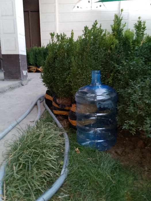 Шамшод 35000 сум