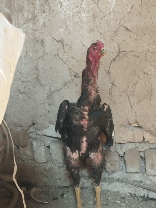 Dakan xoʻrozlar sotiladi