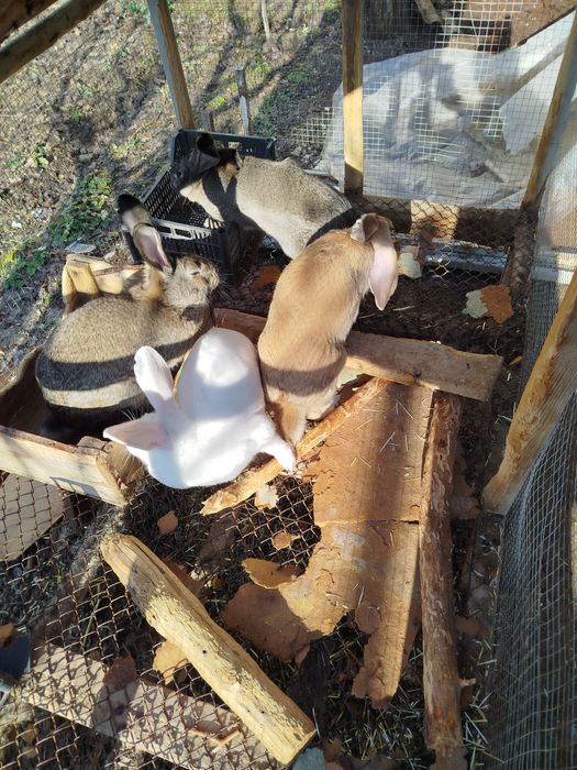 Quyonlar  erkak urgʻochi