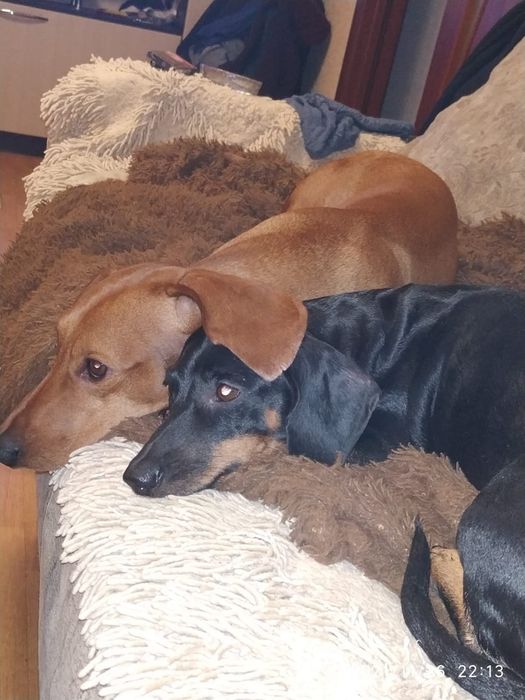 Вязка кобель Московская такса