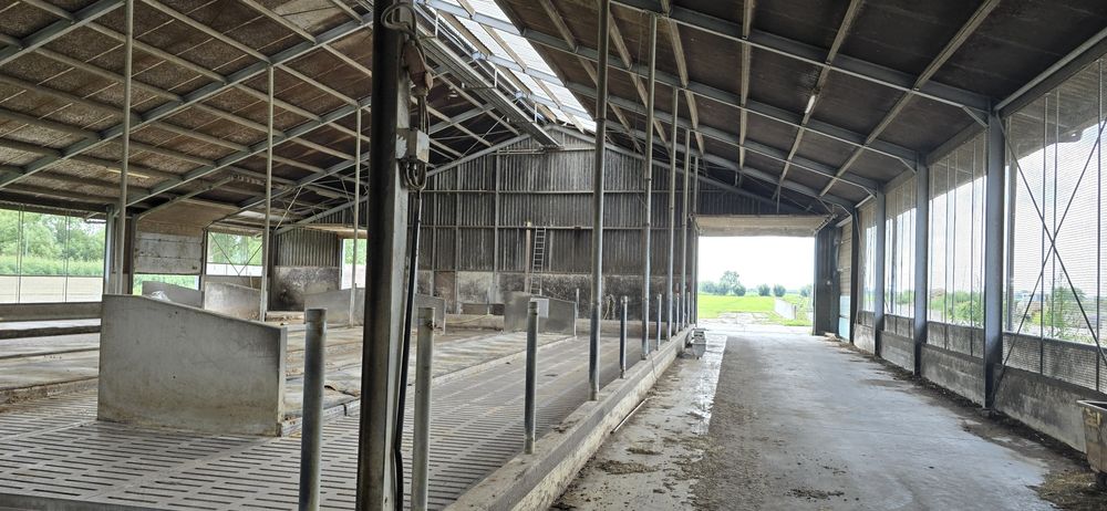 Hala metalica completa grajd vaci 55 /24