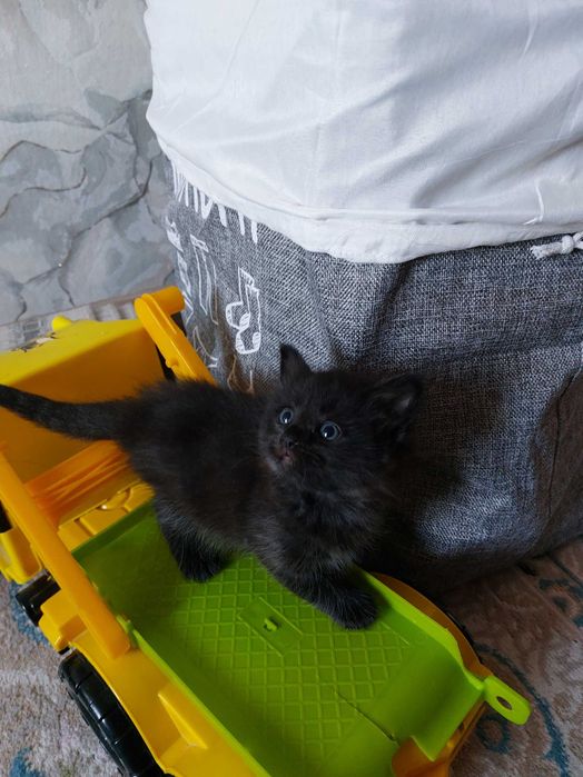Миленькая кошечка