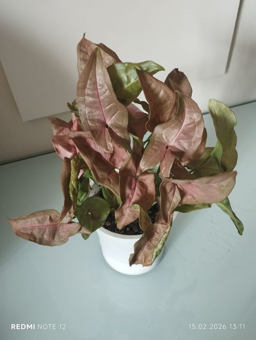 Сингониум Neon Robusta