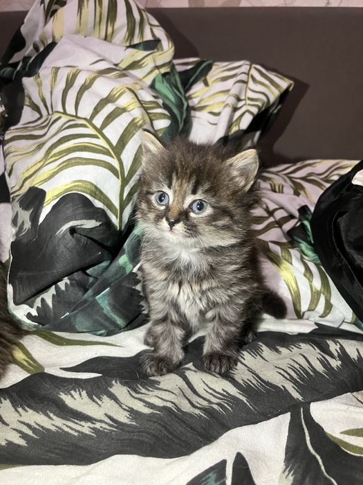 Котенок бесплатно