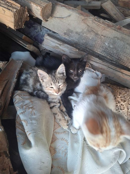Отдаём котят даром