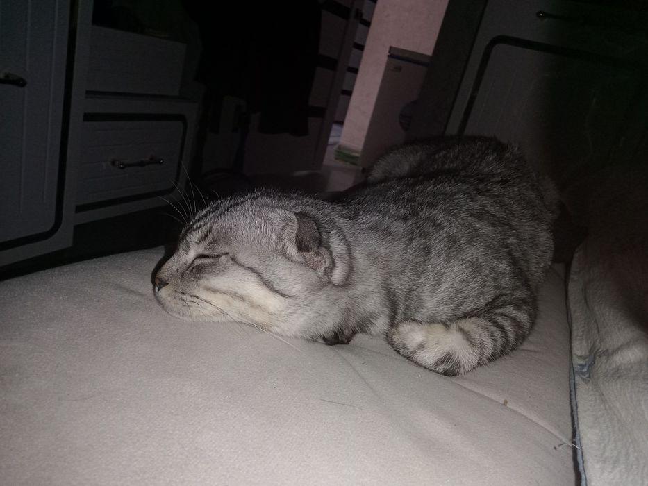 Продам кота вислоухого