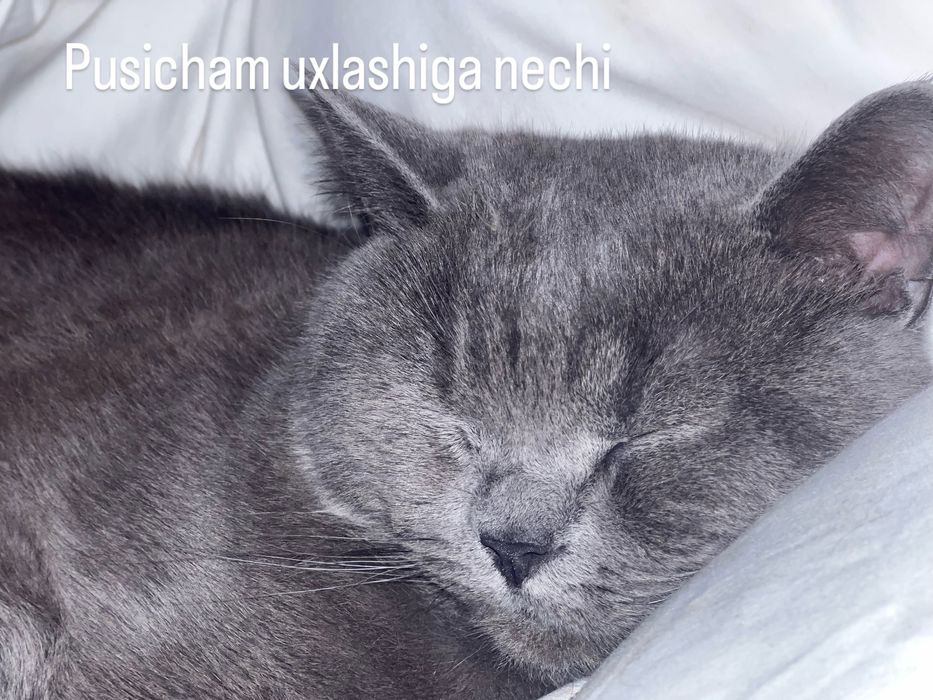 Jinsi ? Erkak kopytrgani ayol kerak yoshi 9 oylik narxini kelshamiz