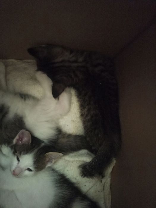 Подарю котят бесплатно