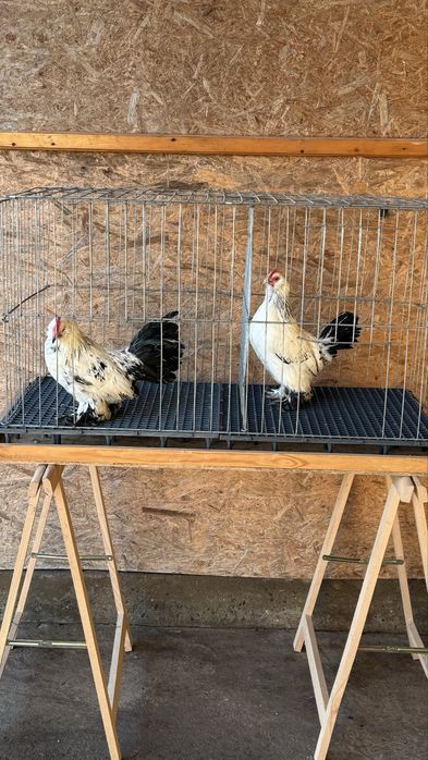 Pasari rasa pitica mii de flori