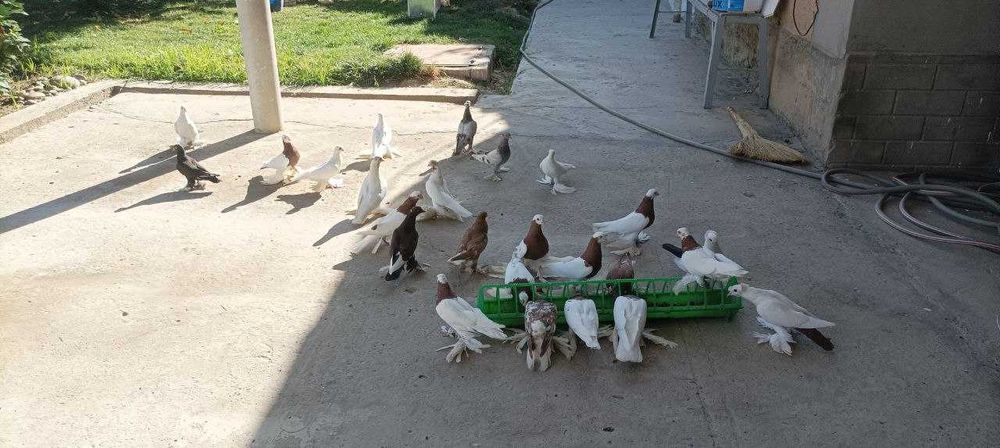 Голуби продаются