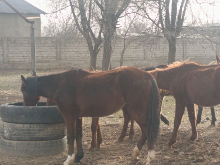 Байталдар сатылады бес бас