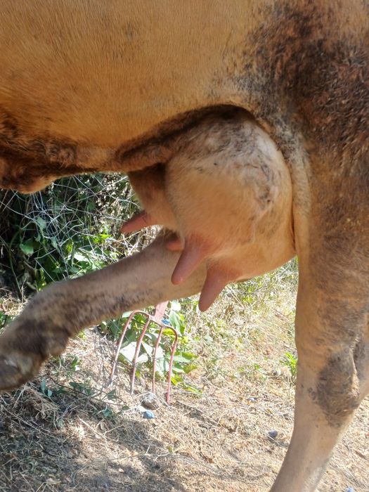 Vând vaca de 7 ani bună da lapte