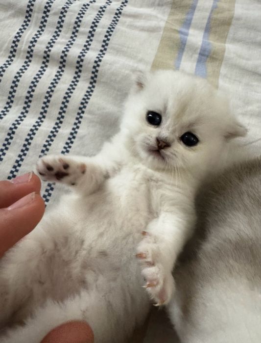 Продаются чисто кровный серебристий шиншилли котяти