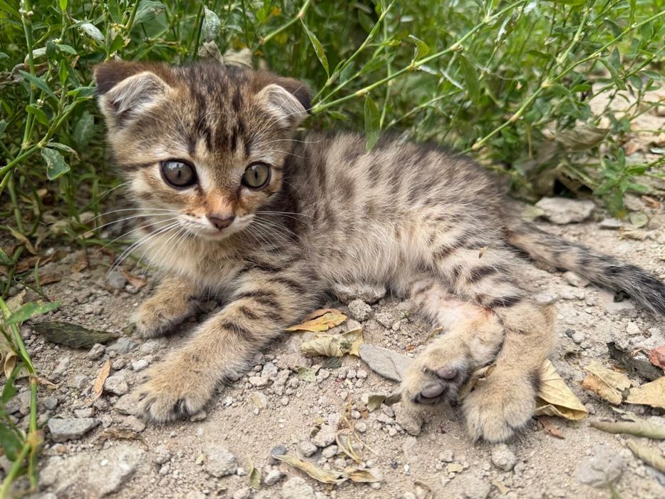 Отдам чудесного котёнка , бесплатно,девочка ласковая, нежная, игривая