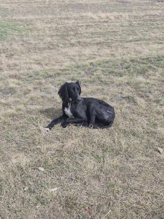 Продам тазы срочно