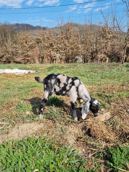 Țapi Anglo Nubian cu certificat de origine