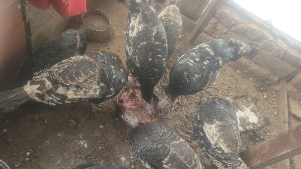 Продам Индюшек для разведения