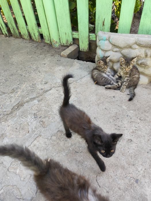 Котята бесплатно