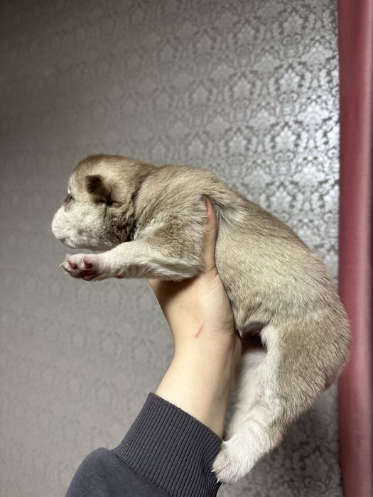 Щенки сибирского хаски