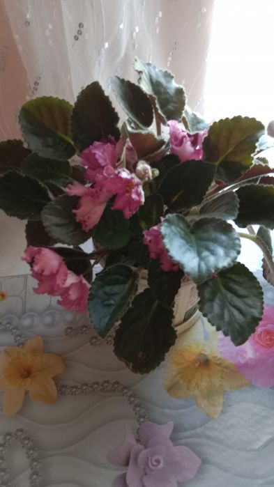 Продам Домашние цветы