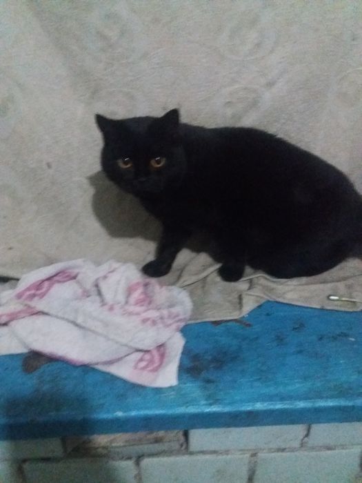 Кот, доставка бесплатно