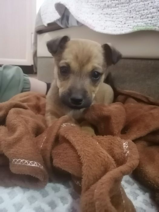 Отдам щенка девочку "звоночка" в добрые руки