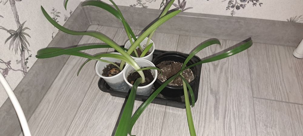 Продаются Амарилисы