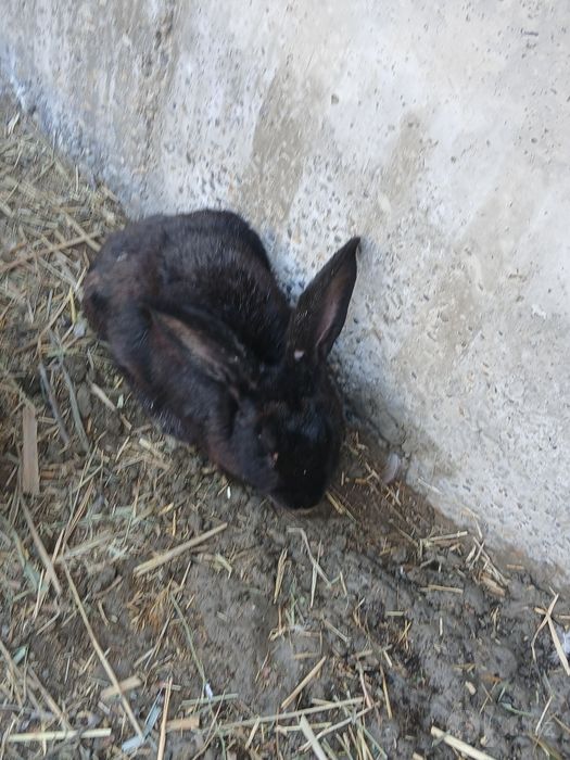 Toza quyonlar bor
