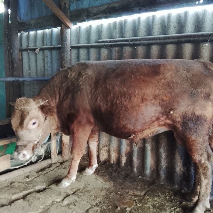 Бұқалар 1.5-2 жас